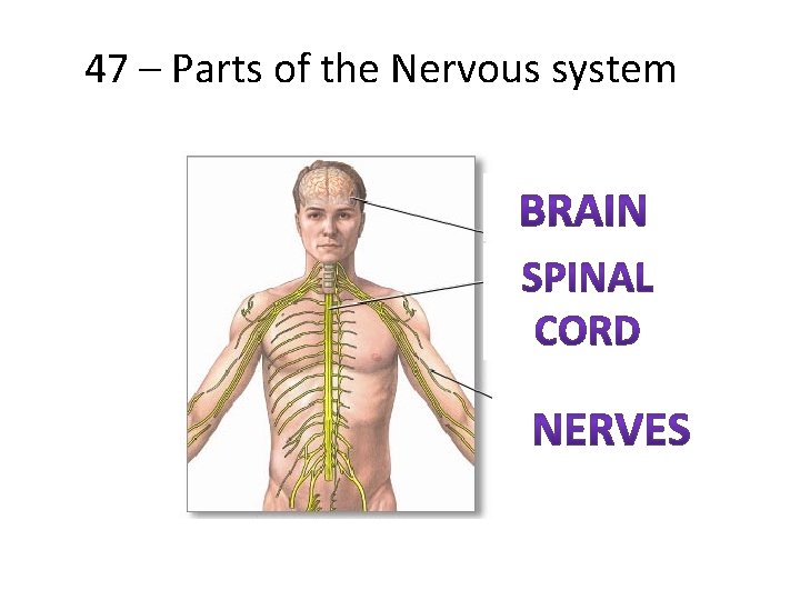 47 – Parts of the Nervous system 