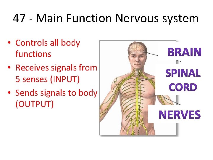 47 - Main Function Nervous system • Controls all body functions • Receives signals