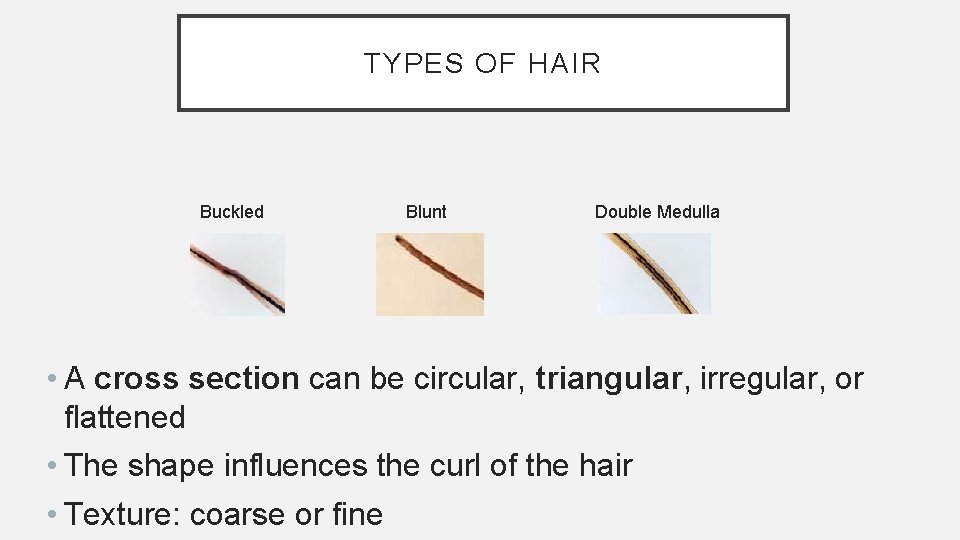 TYPES OF HAIR Buckled Blunt Double Medulla • A cross section can be circular,