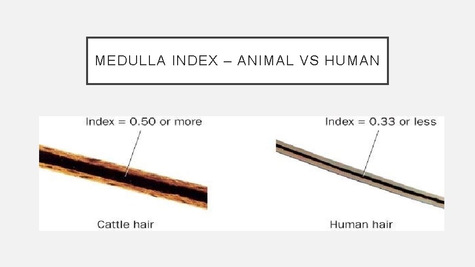 MEDULLA INDEX – ANIMAL VS HUMAN 