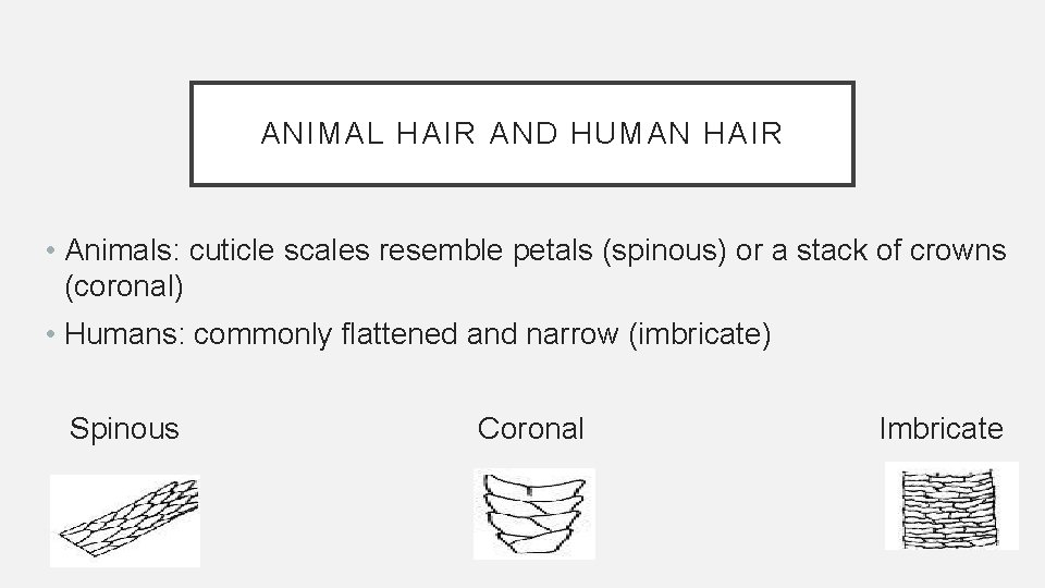 ANIMAL HAIR AND HUMAN HAIR • Animals: cuticle scales resemble petals (spinous) or a