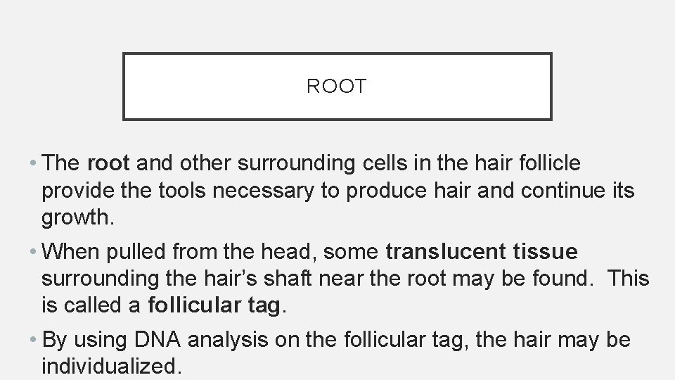 ROOT • The root and other surrounding cells in the hair follicle provide the