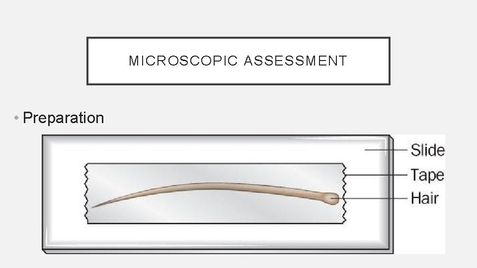 MICROSCOPIC ASSESSMENT • Preparation 