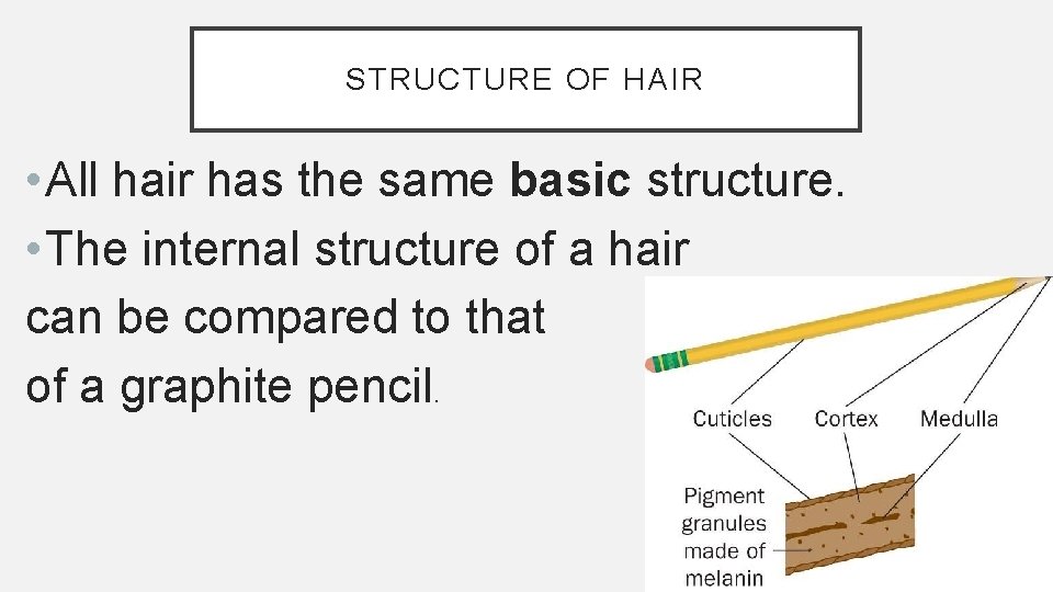 STRUCTURE OF HAIR • All hair has the same basic structure. • The internal