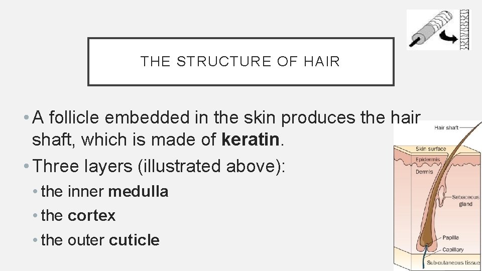 THE STRUCTURE OF HAIR • A follicle embedded in the skin produces the hair