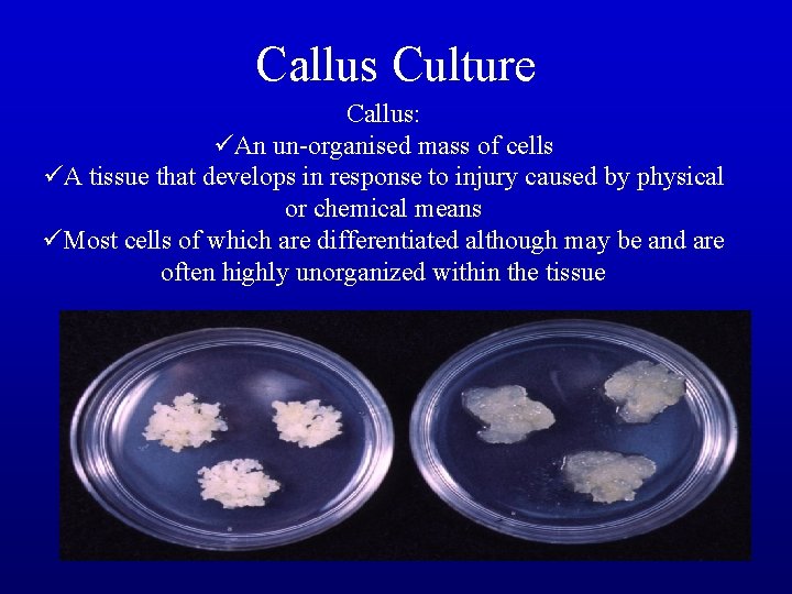 Callus Culture Callus: üAn un-organised mass of cells üA tissue that develops in response