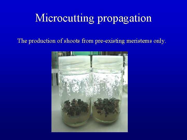 Microcutting propagation The production of shoots from pre-existing meristems only. 