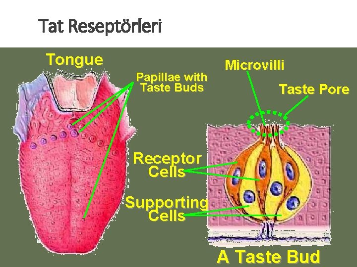 Tat Reseptörleri Tongue Papillae with Taste Buds Microvilli Taste Pore Receptor Cells Supporting Cells