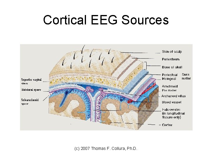 Cortical EEG Sources (c) 2007 Thomas F. Collura, Ph. D. 