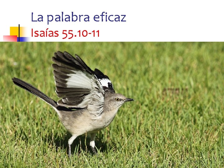 La palabra eficaz Isaías 55. 10 -11 25 