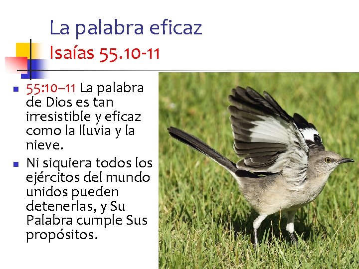 La palabra eficaz Isaías 55. 10 -11 n n 55: 10– 11 La palabra