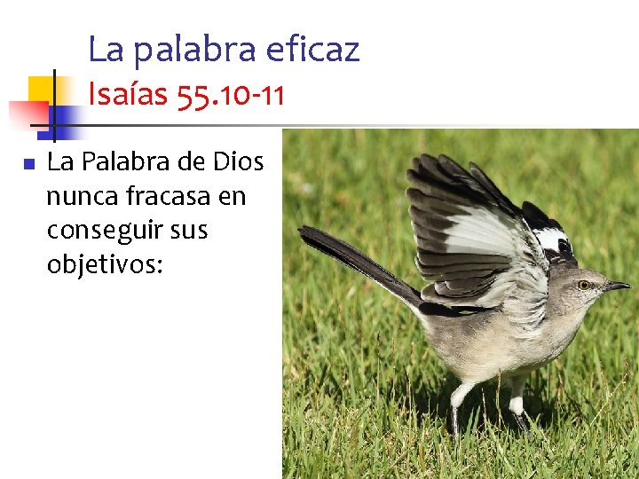 La palabra eficaz Isaías 55. 10 -11 n La Palabra de Dios nunca fracasa