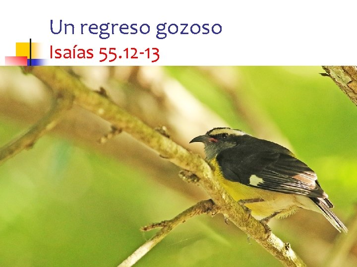 Un regreso gozoso Isaías 55. 12 -13 30 