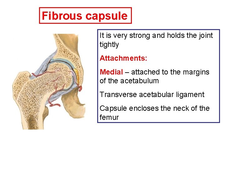 Fibrous capsule It is very strong and holds the joint tightly Attachments: Medial –