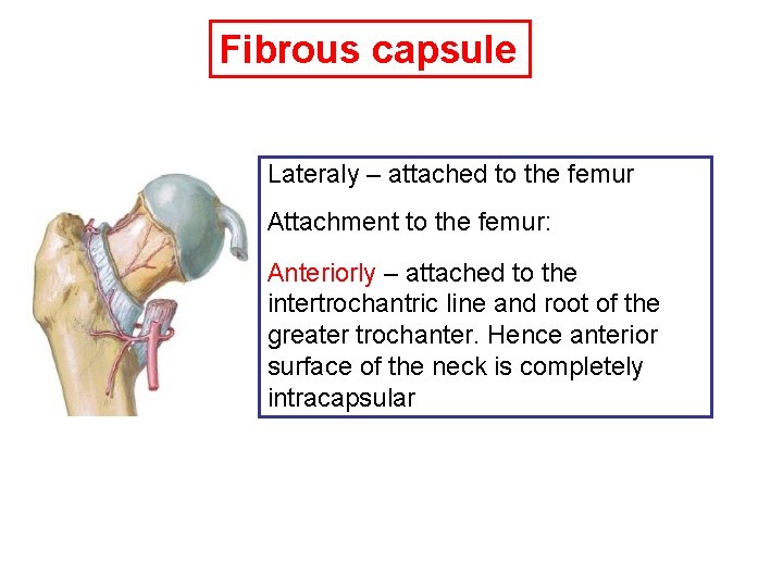 Fibrous capsule Lateraly – attached to the femur Attachment to the femur: Anteriorly –