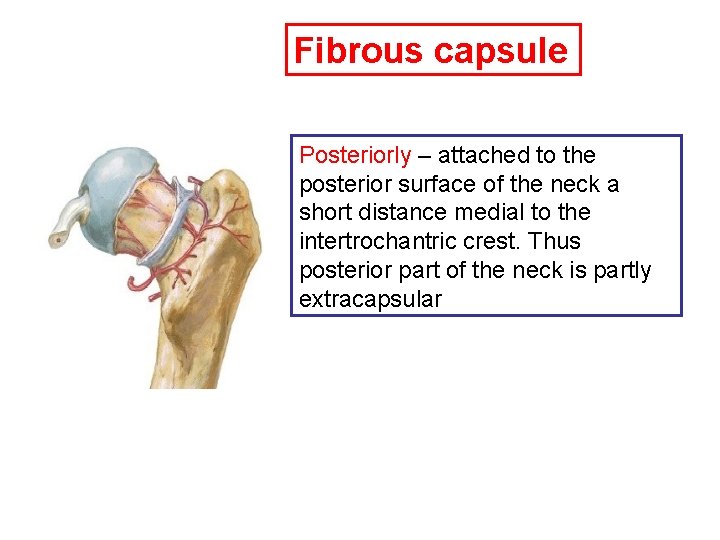 Fibrous capsule Posteriorly – attached to the posterior surface of the neck a short