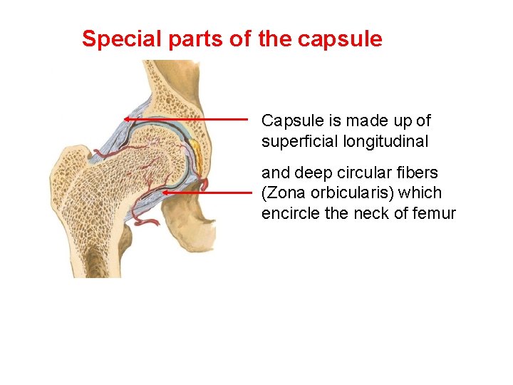 Special parts of the capsule Capsule is made up of superficial longitudinal and deep
