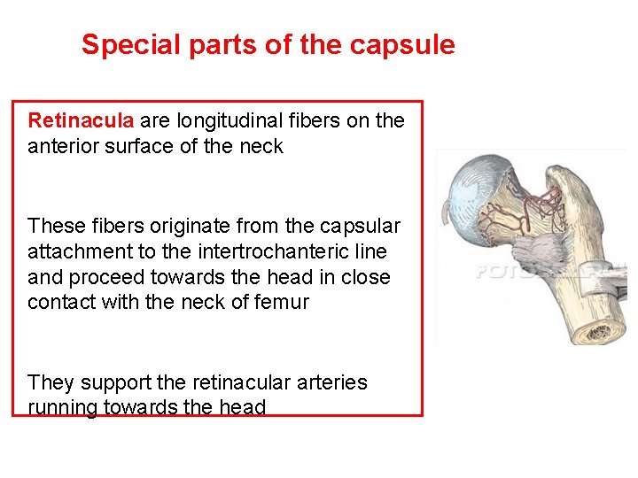 Special parts of the capsule Retinacula are longitudinal fibers on the anterior surface of