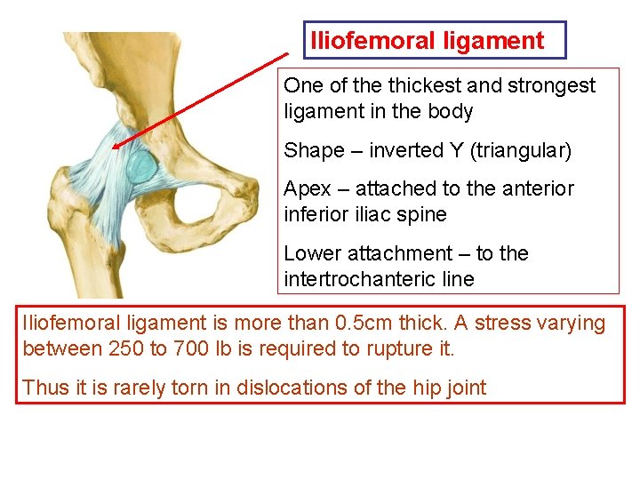 Iliofemoral ligament One of the thickest and strongest ligament in the body Shape –