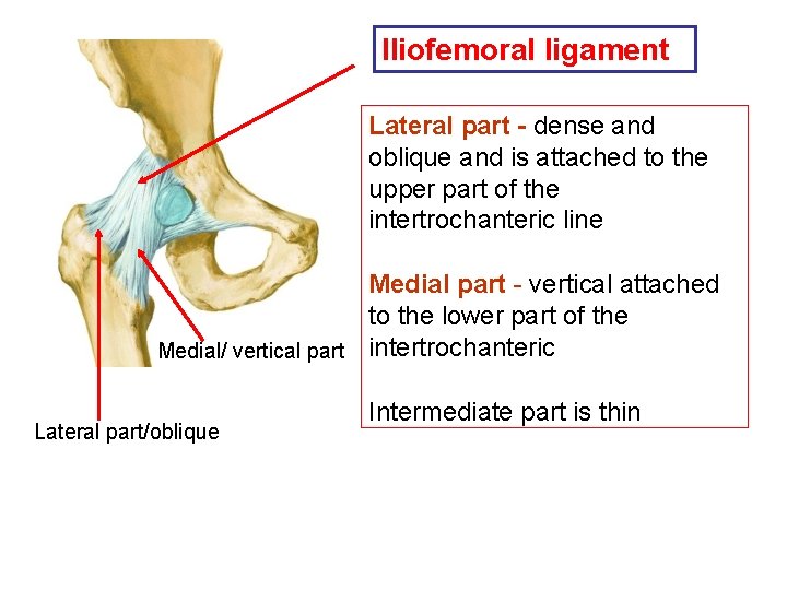 Iliofemoral ligament Lateral part - dense and oblique and is attached to the upper