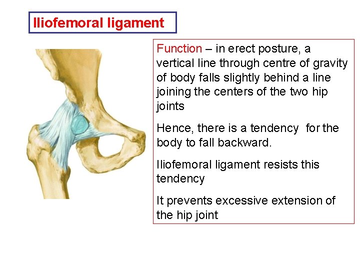 Iliofemoral ligament Function – in erect posture, a vertical line through centre of gravity