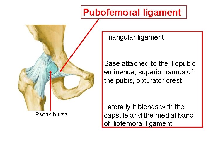 Pubofemoral ligament Triangular ligament Base attached to the iliopubic eminence, superior ramus of the