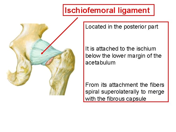 Ischiofemoral ligament Located in the posterior part It is attached to the ischium below