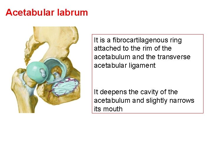 Acetabular labrum It is a fibrocartilagenous ring attached to the rim of the acetabulum