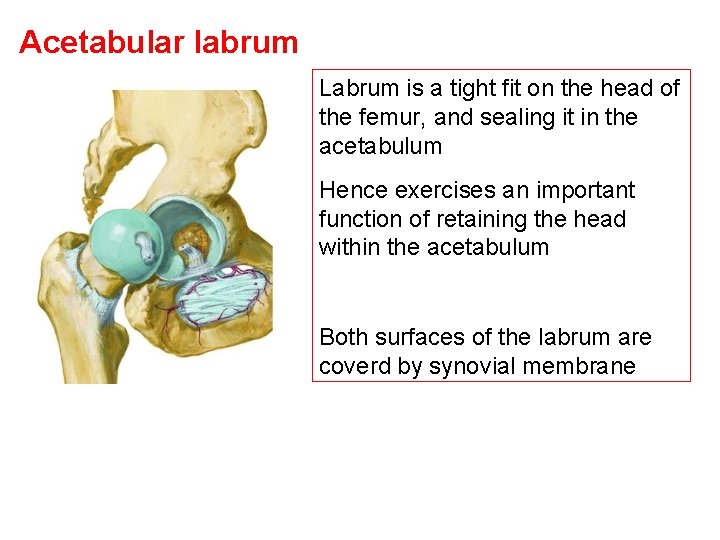 Acetabular labrum Labrum is a tight fit on the head of the femur, and