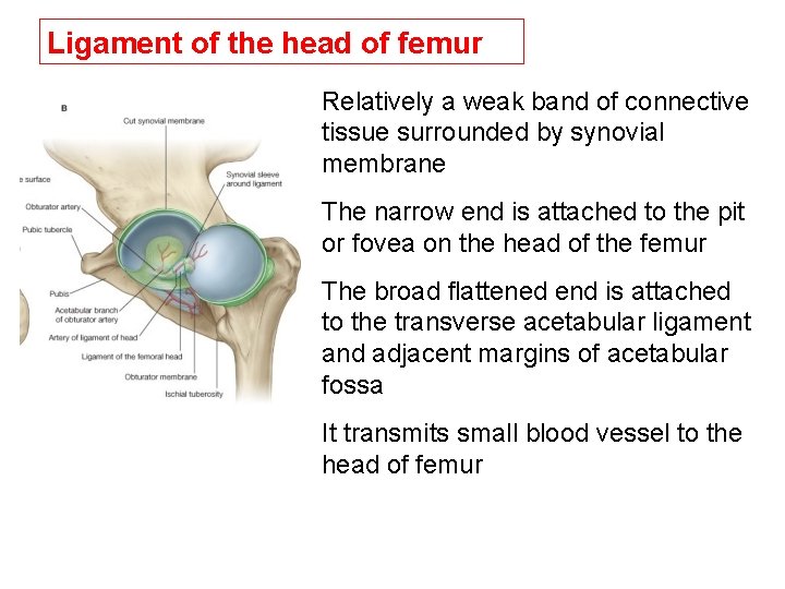 Ligament of the head of femur Relatively a weak band of connective tissue surrounded