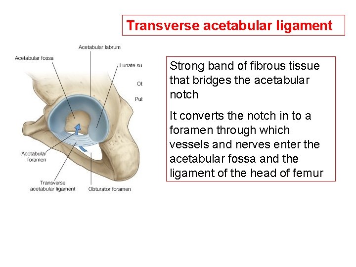 Transverse acetabular ligament Strong band of fibrous tissue that bridges the acetabular notch It