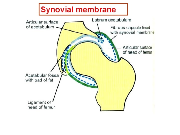 Synovial membrane 