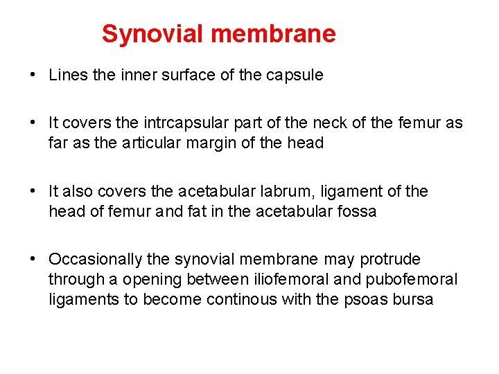 Synovial membrane • Lines the inner surface of the capsule • It covers the