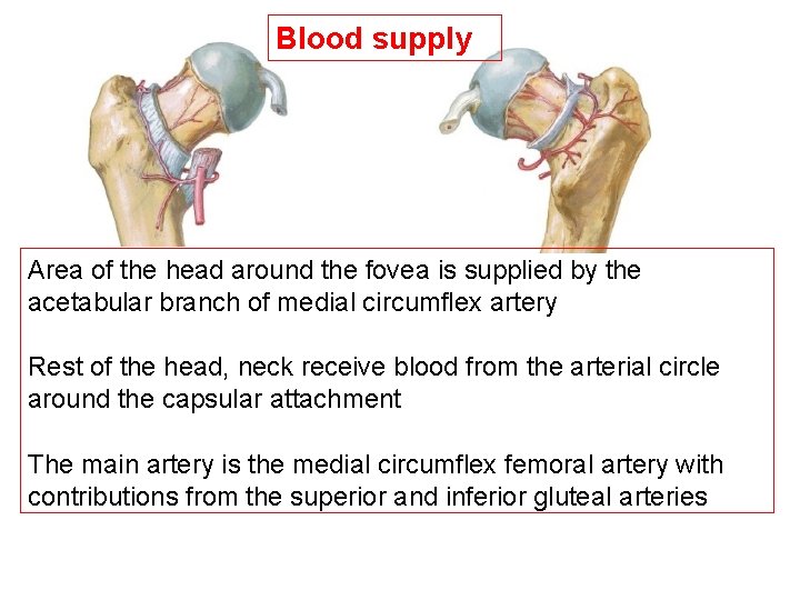 Blood supply Area of the head around the fovea is supplied by the acetabular