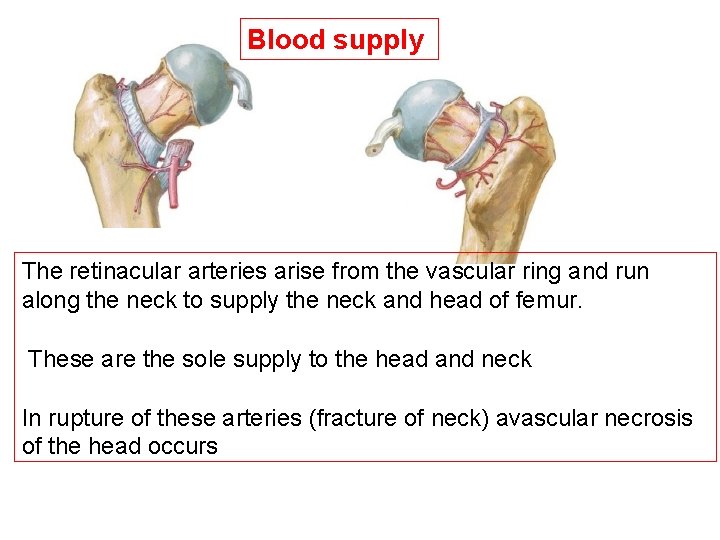 Blood supply The retinacular arteries arise from the vascular ring and run along the