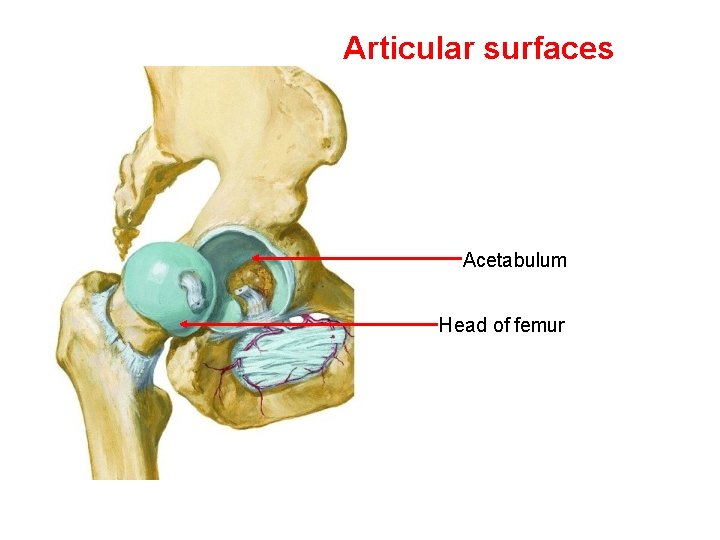 Articular surfaces Acetabulum Head of femur 