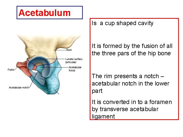 Acetabulum Is a cup shaped cavity It is formed by the fusion of all