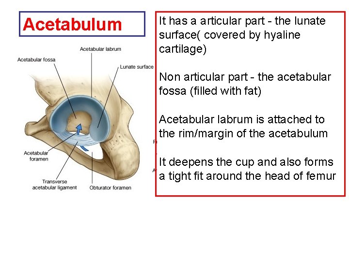 Acetabulum It has a articular part - the lunate surface( covered by hyaline cartilage)