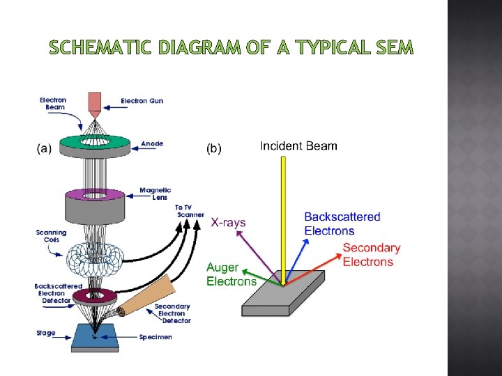 SCHEMATIC DIAGRAM OF A TYPICAL SEM 