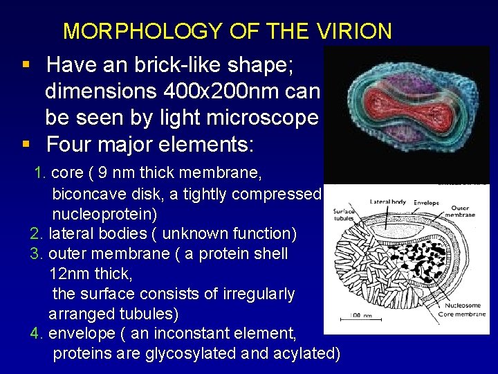 § § MORPHOLOGY OF THE VIRION Have an brick-like shape; dimensions 400 x 200