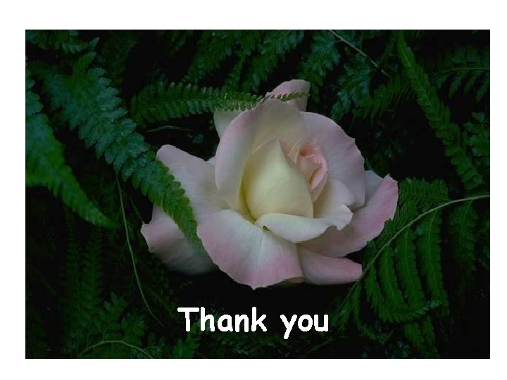 Thank you Thank you