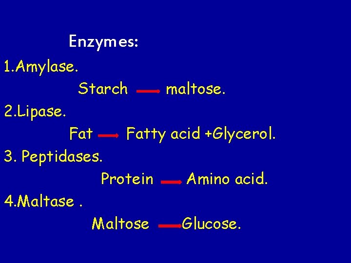 Enzymes: 1. Amylase. Starch maltose. 2. Lipase. Fatty acid +Glycerol. 3. Peptidases. Protein Amino