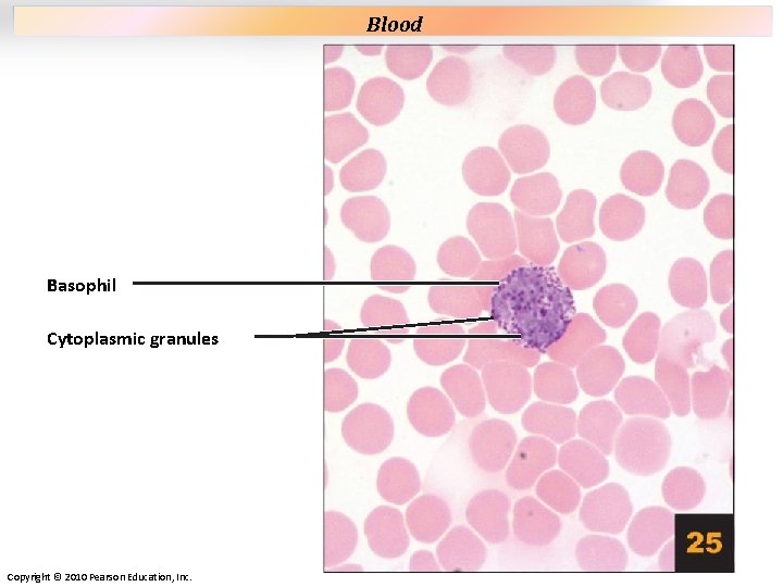 Plate 25 Basophil Cytoplasmic granules Copyright © 2010 Pearson Education, Inc. Blood Plate 25 Basophil Cytoplasmic granules Copyright © 2010 Pearson Education, Inc. Blood