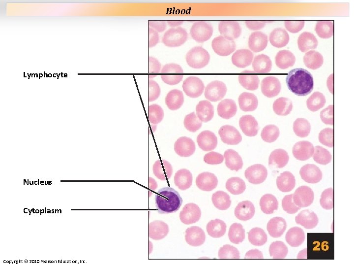 Plate 26 Lymphocyte Nucleus Cytoplasm Copyright © 2010 Pearson Education, Inc. Blood Plate 26 Lymphocyte Nucleus Cytoplasm Copyright © 2010 Pearson Education, Inc. Blood