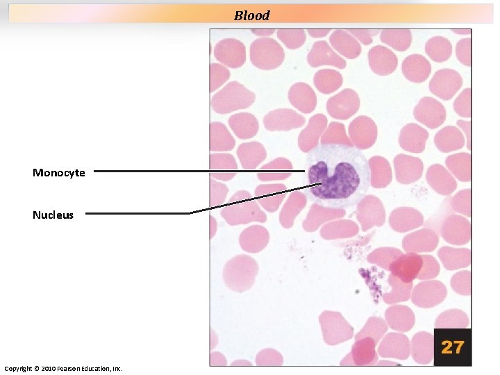 Plate 27 Monocyte Nucleus Copyright © 2010 Pearson Education, Inc. Blood Plate 27 Monocyte Nucleus Copyright © 2010 Pearson Education, Inc. Blood