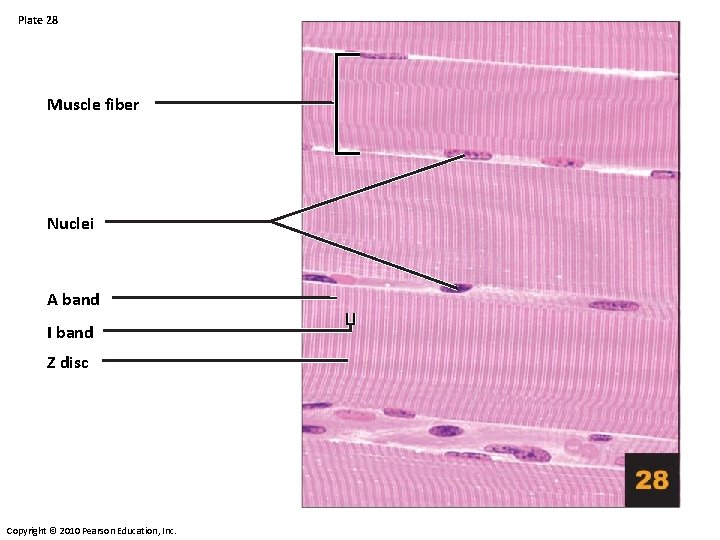 Plate 28 Muscle fiber Nuclei A band I band Z disc Copyright © 2010 Plate 28 Muscle fiber Nuclei A band I band Z disc Copyright © 2010