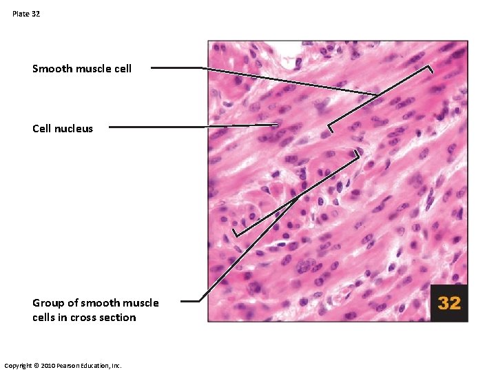 Plate 32 Smooth muscle cell Cell nucleus Group of smooth muscle cells in cross Plate 32 Smooth muscle cell Cell nucleus Group of smooth muscle cells in cross