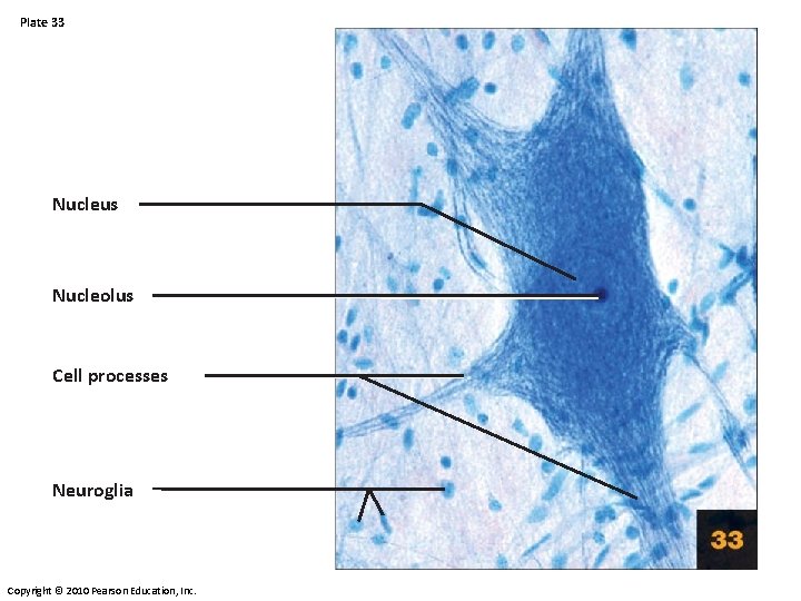 Plate 33 Nucleus Nucleolus Cell processes Neuroglia Copyright © 2010 Pearson Education, Inc. Plate 33 Nucleus Nucleolus Cell processes Neuroglia Copyright © 2010 Pearson Education, Inc.