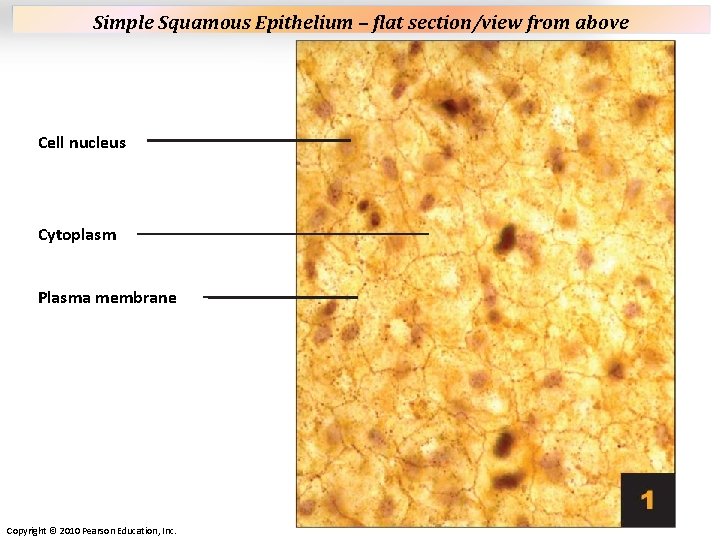 Plate 1 Simple Squamous Epithelium – flat section/view from above Cell nucleus Cytoplasm Plasma Plate 1 Simple Squamous Epithelium – flat section/view from above Cell nucleus Cytoplasm Plasma