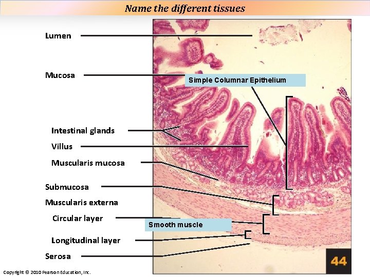 Name the different tissues Plate 44 Lumen Mucosa Simple Columnar Epithelium Intestinal glands Villus Name the different tissues Plate 44 Lumen Mucosa Simple Columnar Epithelium Intestinal glands Villus